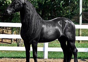 Friesian (Friesian, Mare) in Boone, NC