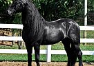 Friesian - Horse for Sale in Boone, NC 28607