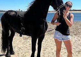 Friesian (Friesian, Mare) in Candler, FL