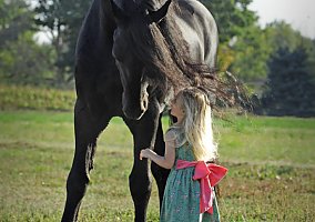 Friesian (Friesian, Mare) in New Bern, NC