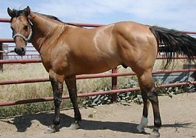 Quarter Horse (Quarter Horse, Stallion) in Mcalister, NM