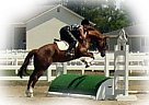 Thoroughbred - Horse for Sale in Live Oak, CA Thoroughbred - Horse for Sale in Live Oak, CA