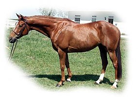Elegant (Thoroughbred, Stallion) in Live Oak, CA