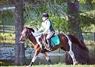 - Gelding in Grant, FL - Gelding in Grant, FL