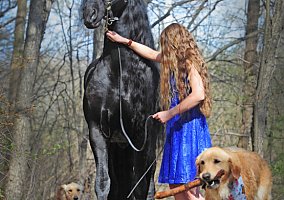 Friesian (Friesian, Mare) in San marcos, CA