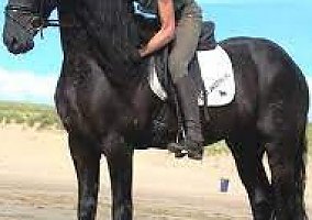 Friesian (Friesian, Mare) in Kissimmee, FL