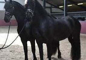 Friesian