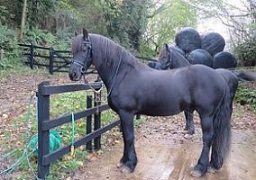 Friesian (Friesian, Mare) in Austin, TX