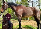 Kentucky Mountain - Horse for Sale in HONEYBEE, KY 37091