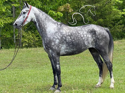 Gaited Dapple Grey