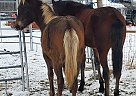 Paso Fino - Horse for Sale in West Haven, UT 84401-95 Paso Fino - Horse for Sale in West Haven, UT 84401-95