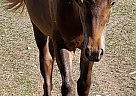 Paso Fino - Horse for Sale in West Haven, UT 84401-95 Paso Fino - Horse for Sale in West Haven, UT 84401-95