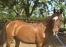 Hackney - Horse for Sale in , AR 71701