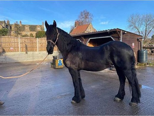 Healthy Friesian Mare