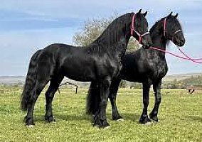 Friesian (Friesian, Mare) in Azle, TX