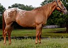 Appaloosa - Horse for Sale in Natchez, MS 39120 Appaloosa - Horse for Sale in Natchez, MS 39120