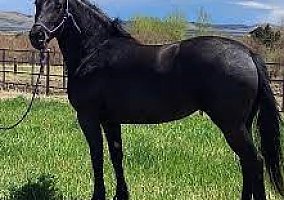Friesian (Friesian, Mare) in Rose Hill, NC