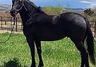Friesian - Horse for Sale in Rose Hill, NC 28458