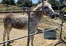 Donkey - Horse for Sale in Perris, CA 92572