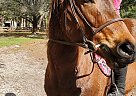 Thoroughbred - Horse for Sale in Sarasota, FL 34241 Thoroughbred - Horse for Sale in Sarasota, FL 34241