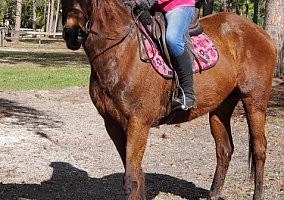Thoroughbred (Thoroughbred, Mare) in Sarasota, FL