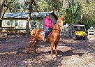 Saddlebred - Horse for Sale in Sarasota, FL 34241