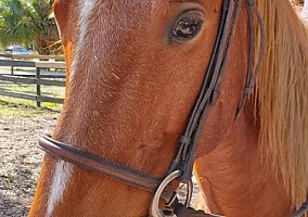 Saddlebred (Saddlebred, Mare) in Sarasota, FL