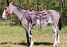 Breeze - Mare in Xenia, OH Breeze - Mare in Xenia, OH