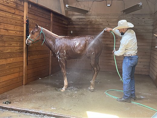 Paint Filly for Sale