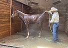Quarter Horse - Horse for Sale in Madison, VA 22727