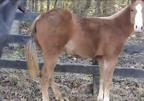 Quarter Horse (Quarter Horse, Mare) in Madison, VA