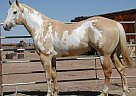 Paint - Horse for Sale in Mcalister, NM Paint - Horse for Sale in Mcalister, NM