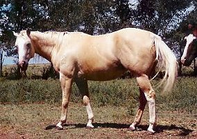 Quarter Horse (Quarter Horse, Mare) in Mcalister, NM