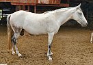 Paso Fino - Horse for Sale in WEST HAVEN, UT 84401