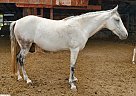 Paso Fino - Horse for Sale in WEST HAVEN, UT 84401 Paso Fino - Horse for Sale in WEST HAVEN, UT 84401
