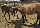 Paso Fino - Horse for Sale in WEST HAVEN, UT 84401 Paso Fino - Horse for Sale in WEST HAVEN, UT 84401