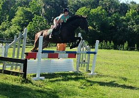 Trakehner (Trakehner, Gelding) in Sanford, FL