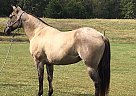 Puddin - Mare in Rolla, MO Puddin - Mare in Rolla, MO