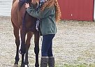 Arabian - Horse for Sale in Rearden, WA 99011 Arabian - Horse for Sale in Rearden, WA 99011