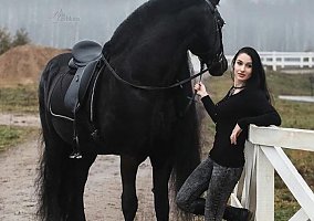 Friesian (Friesian, Mare) in Chula Vista, CA