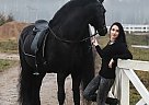 Friesian - Horse for Sale in Chula Vista, CA 91910