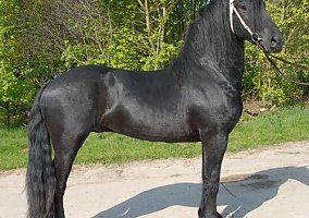 Friesian (Friesian, Mare) in Wake Forest, NC