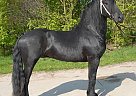 Friesian - Horse for Sale in Wake Forest, NC 27587