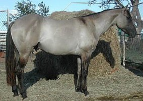 Quarter Horse (Quarter Horse, Stallion) in Mcalister, NM