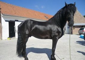 Friesian (Friesian, Mare) in Concord, CA