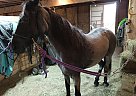 Tennessee Walking - Horse for Sale in Weyauwega, WI 54983