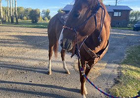 Paint - Horse for Sale in Dawson Creek, BC V1G4E7 Paint - Horse for Sale in Dawson Creek, BC V1G4E7
