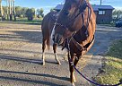 Paint - Horse for Sale in Dawson Creek, BC V1G4E7 Paint - Horse for Sale in Dawson Creek, BC V1G4E7