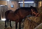 Morgan - Horse for Sale in Ottertail, MN 56571 Morgan - Horse for Sale in Ottertail, MN 56571