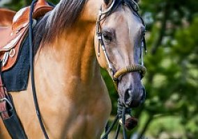Half Arabian Mare Stla Walking on Sunshine